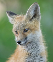 Fox Kit-01031
