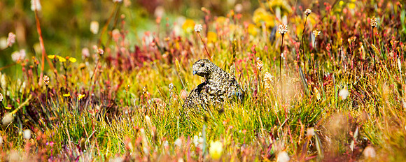 Ptarmigan-5630-1