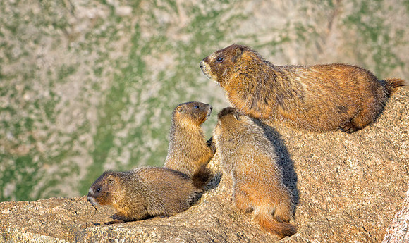Mamma Marmot & Baby-7638-1