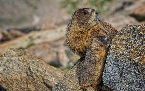Marmot Momma & pup-9349-1