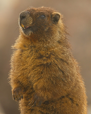 MT EVANS 8-6 (47)
