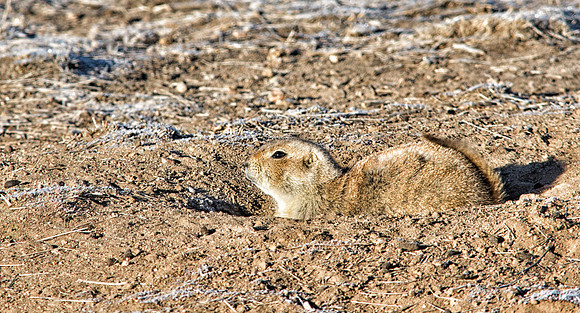 Prarie Dog-001-