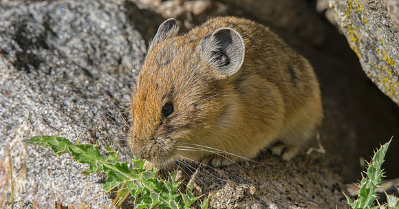 Pika-3985-3985