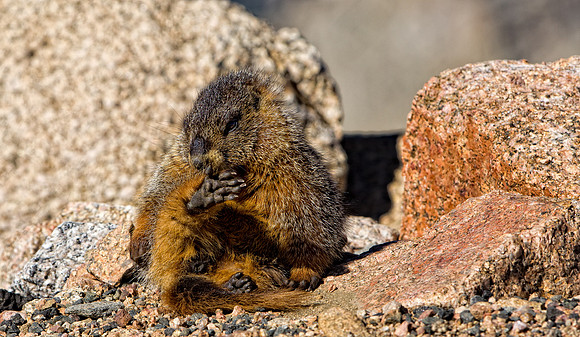 Baby Marmot-3738-2