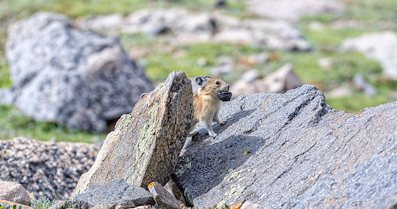 Pika-9602-1