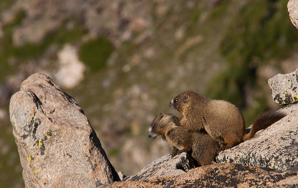Baby Marmot-8550