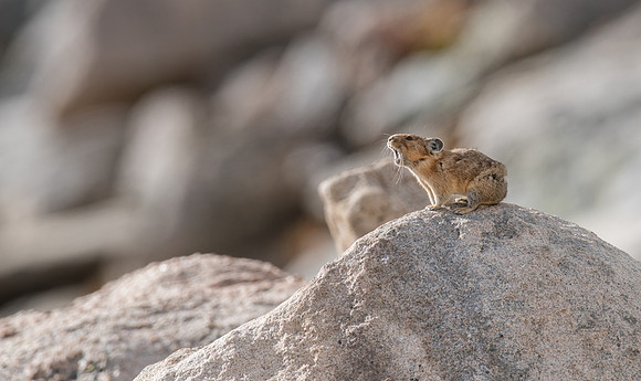 Pika Barking-04245