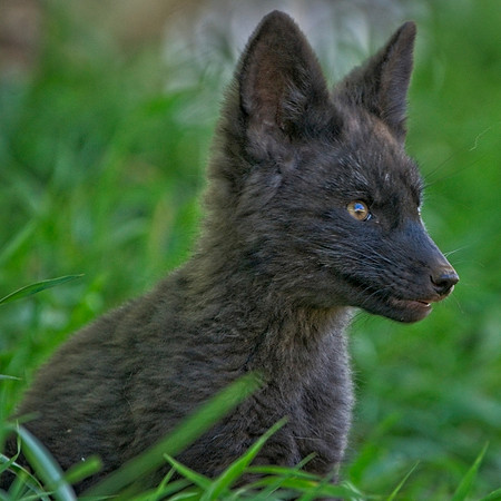 Fox Kits-0167