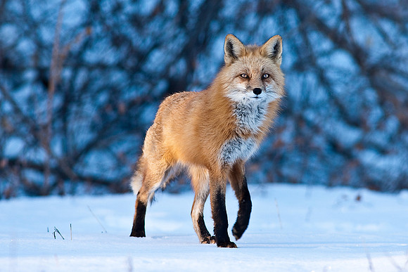 Red Fox-00138