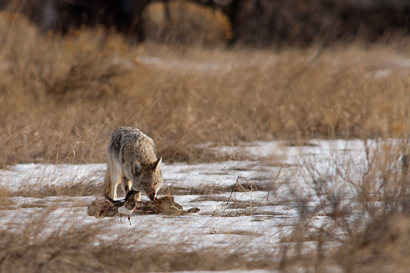 Coyote-9643.jpg