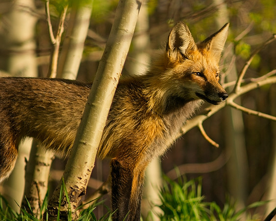 Fox Kits-6499_Export
