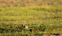 Burrowing Owl Chicks-2918