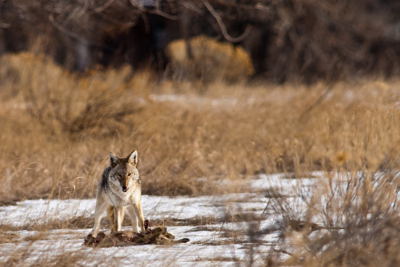 Coyote-9636.jpg