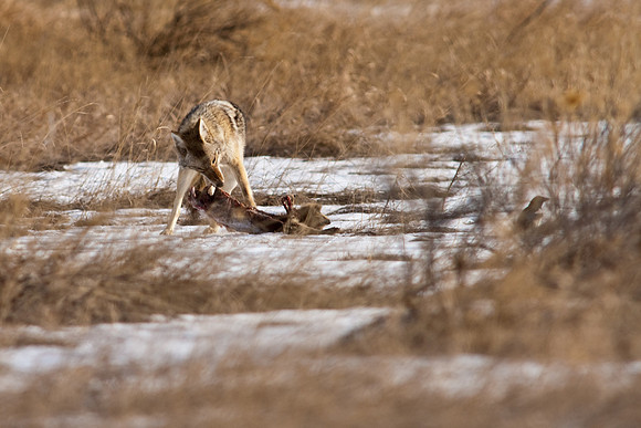 Coyote-9624.jpg
