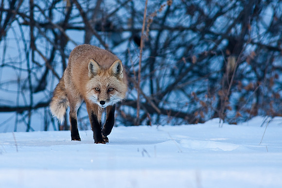 Red Fox-00133