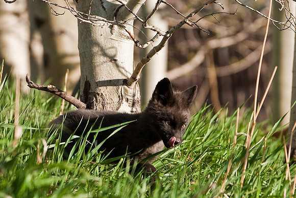 Fox Kit-4812
