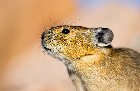 Pika-5823