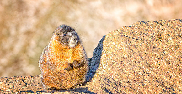 Baby Marmot7603-