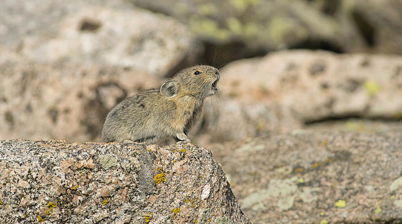 Pika Barking-3181-2