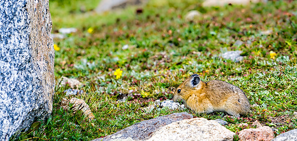 Pika-9709-1