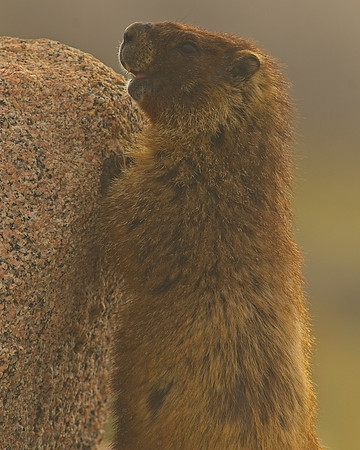 MT EVANS 8-6 (132)