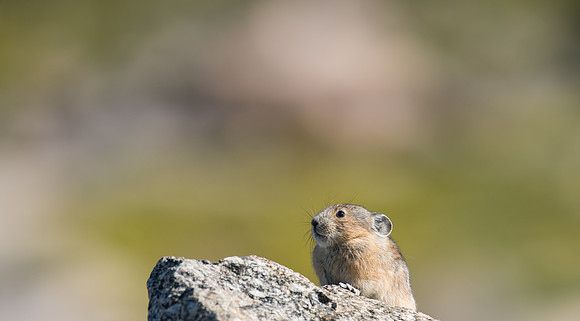 Pika-03746