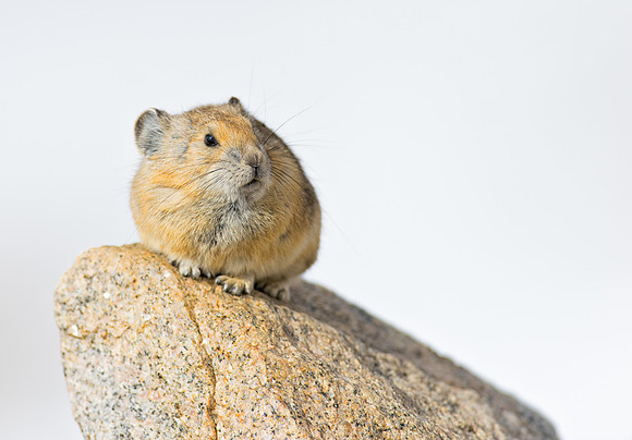 Pika-00528