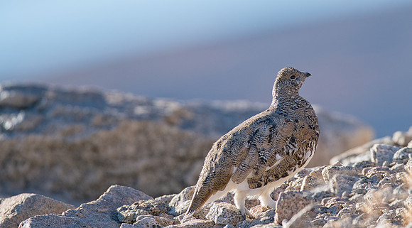 Ptarmigan-04362
