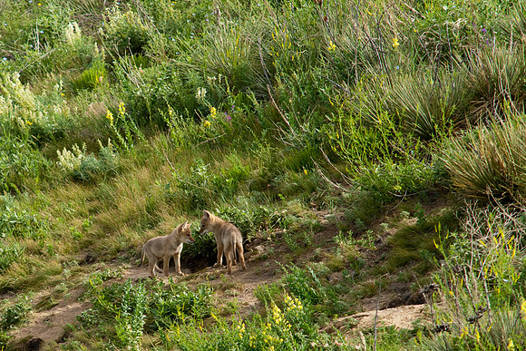 Coyote Pups-9153