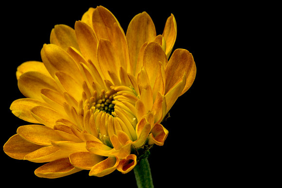 Floral Macro-06223