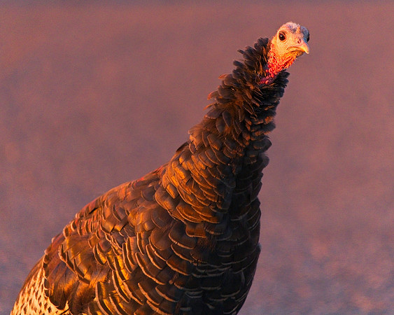 Turkey 9-17 (54)