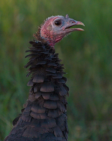 Turkey 9-17 (1)