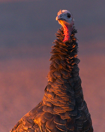Turkey 9-17 (42)