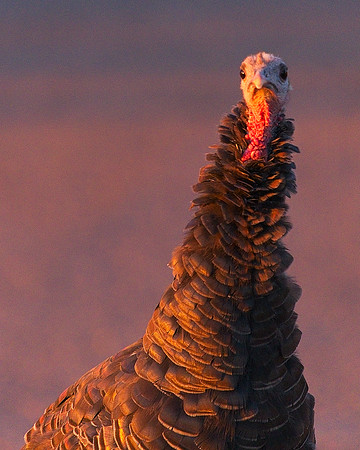 Turkey 9-17 (52)