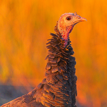 Turkey 9-17 (83)