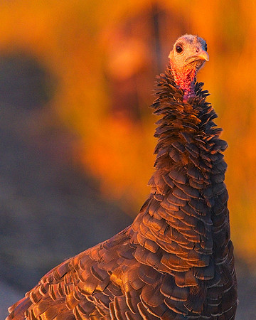 Turkey 9-17 (61)