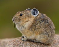 Mt Evans 8-21 (198)