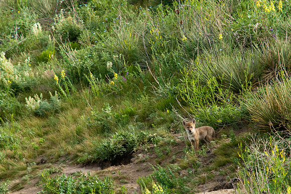Coyote Pups-8766