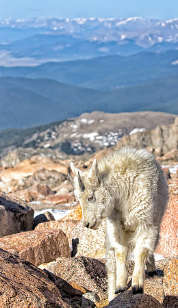 Mountain Goat Yearling-001-1