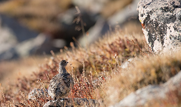 Ptarmigan-04445