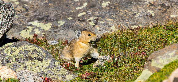 Pika-7561-7561