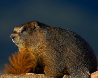 Marmots