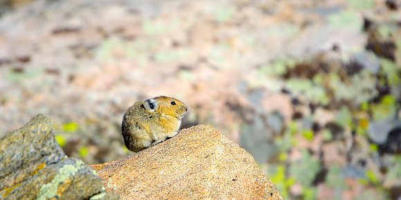 Pika-5765-4