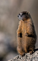 Marmot Standing-04052