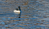 Goldeneye-08235