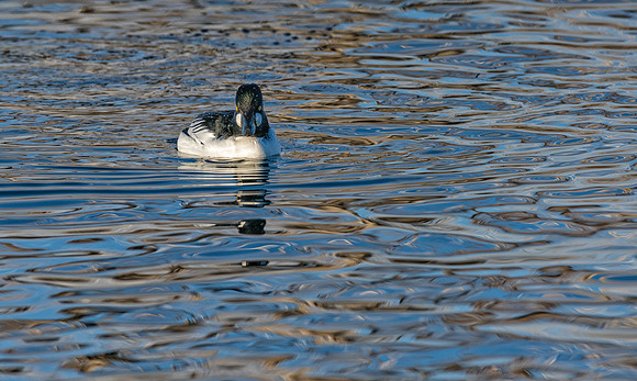 Goldeneye-08235