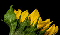 Floral Macro-06193