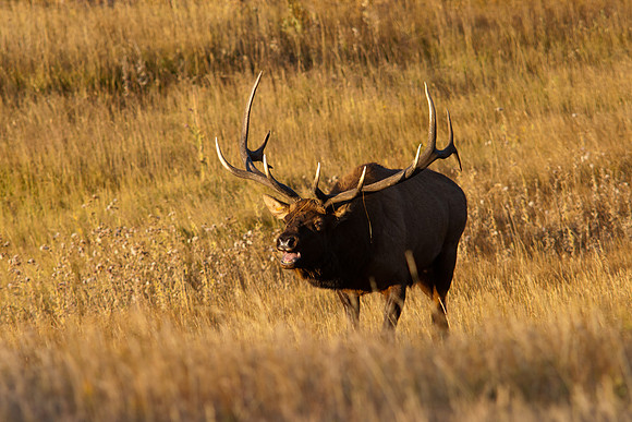 Bull-2782