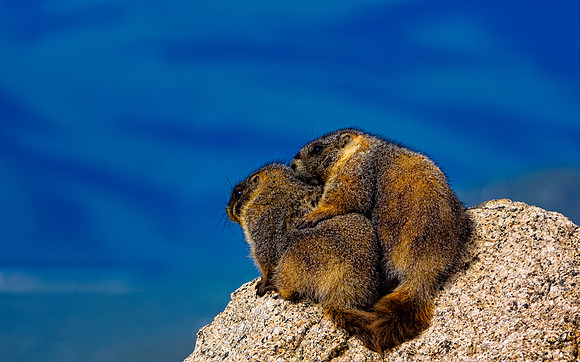 Baby Marmots-3111-2