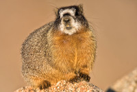 Marmot Baby-02889